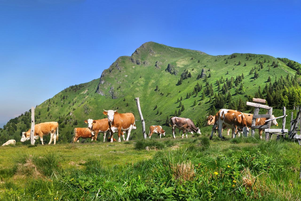 Alpska Perla Apartments Cerkno Zewnętrze zdjęcie